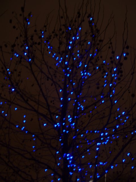 blue christmas lights on a winter tree