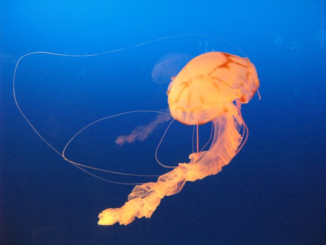 a bright orange coloured jelly fish swimming underwater