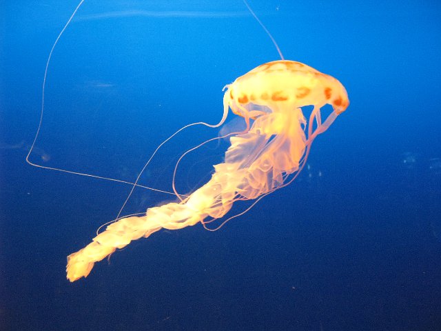 a jellyfish floating underwater with bold orange colours against a blue background