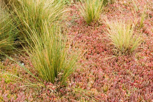 grass and other plants growing on tidal wetlands