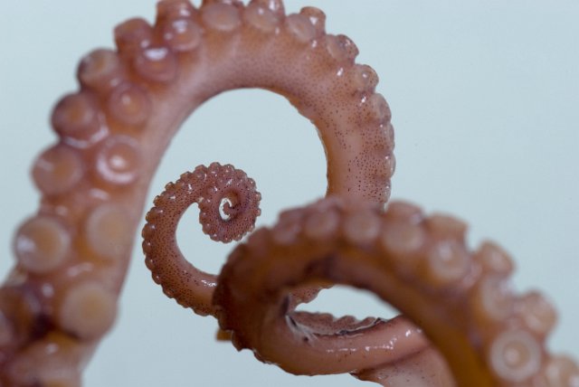 squid, sea creature with legs coiled into golden spiral