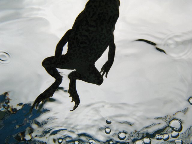 silhouette of water bubbles and the legs of a toad or frog