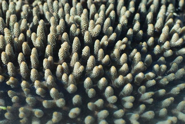 a background composed of fingers of Acropora coral