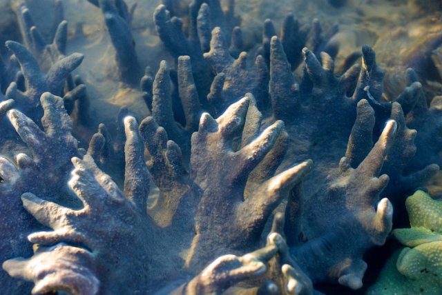 leather corals of the order Alcyoniidae growing in shallow water
