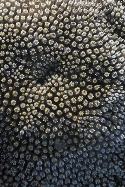 a backdrop image featuring Coral of the Faviidae family, Genus Cyphastrea agassizi