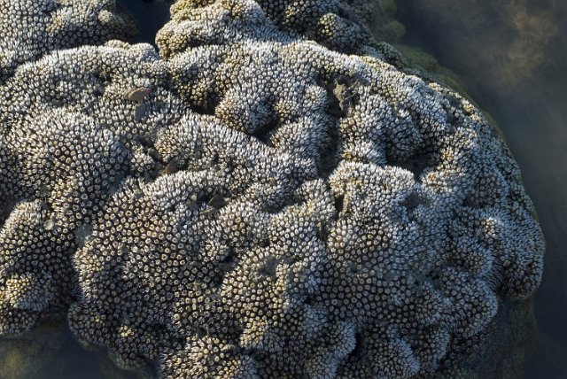 hard spinky polyps growing on Coral formation of the Faviidae family, Genus Cyphastrea agassizi