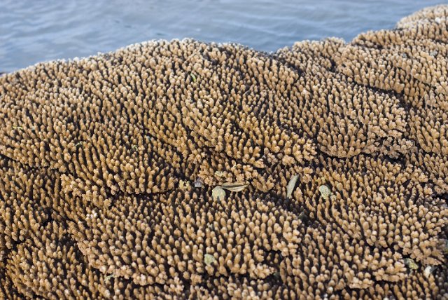 coral of the order Dendrophylliidae exposed from the water at low tide