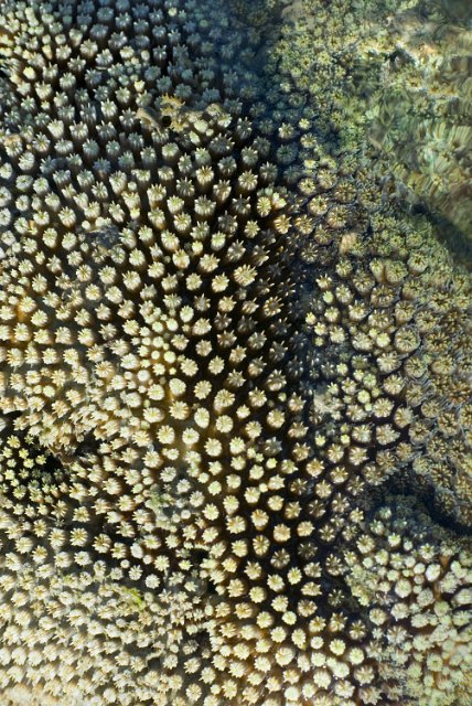 macro image of an array of hard coral polyps
