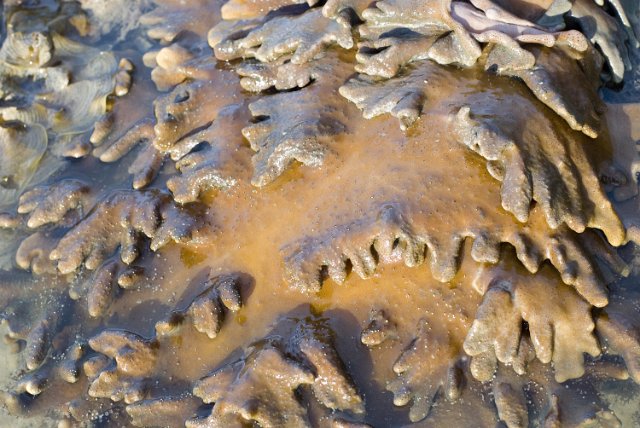 soft coral coliforms, genus Sarcophyton (leather corals) exposed from the water at low tide