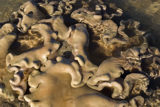 a large colony of toadstool coral, Sarcophyton sp in clear shallow water