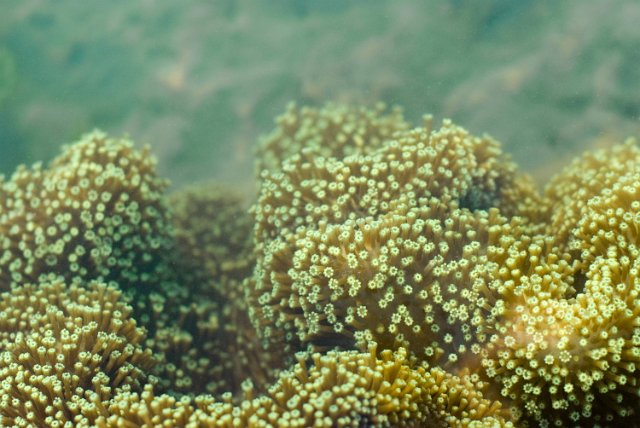 polyps extended from a crop of toadstool coral, Sarcophyton sp., family Alcyoniinae