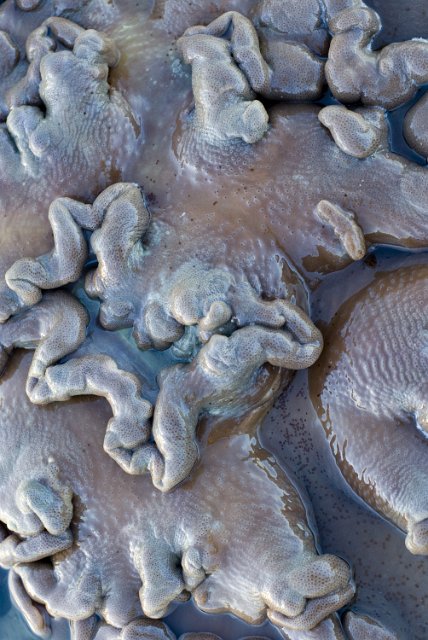 slimy looking leather coral from the genus Sarcophyton