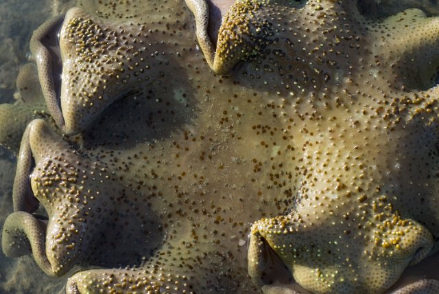 leather or soft coral from the genus Sarcophyton