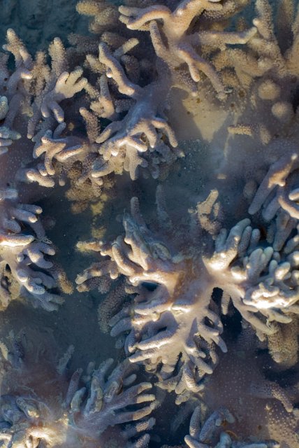 corals of the genus Sarcophyton or 'leather corals' creating an interesting organic texture