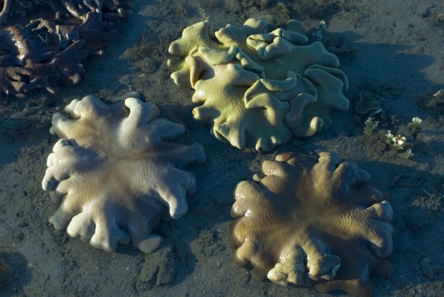 soft coral cauliforms in various colors