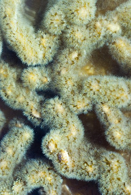 polyps of a leather coral feeding in tropical waters