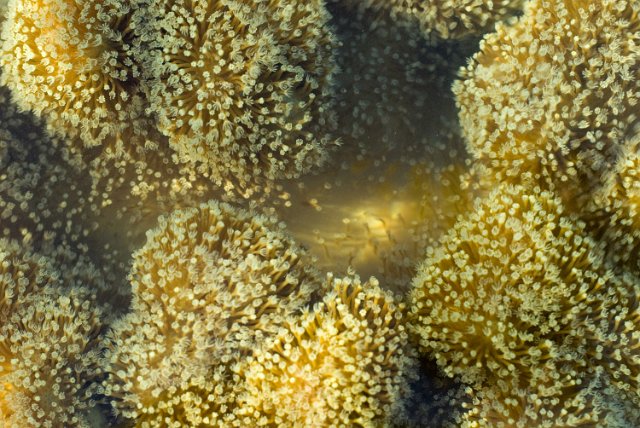 leather (soft) coral from the genus Sarcophyton with polyps extended