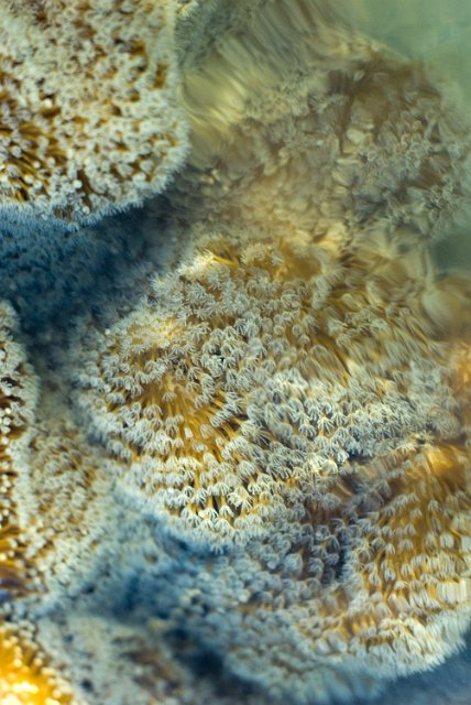 polyps of a leather coral feeding from passing tidal currents