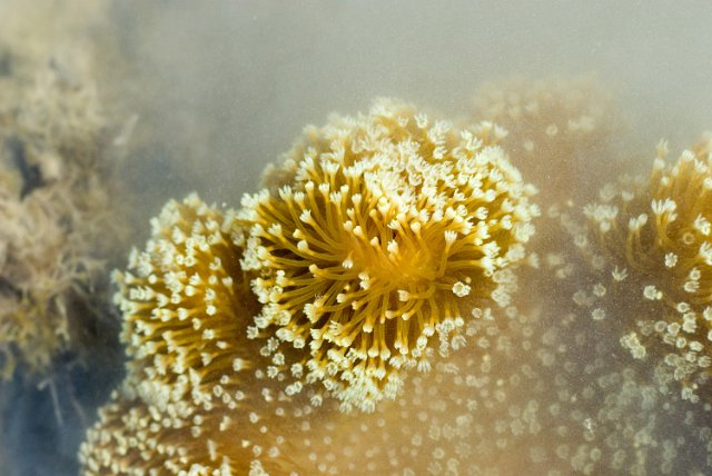 macro images of polyps on a leather (soft) coral from the genus Sarcophyton