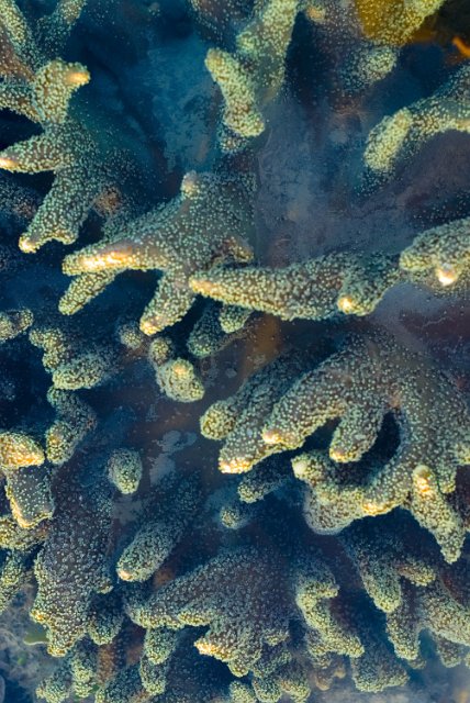 coral with green tinted polyps extended in shallow water