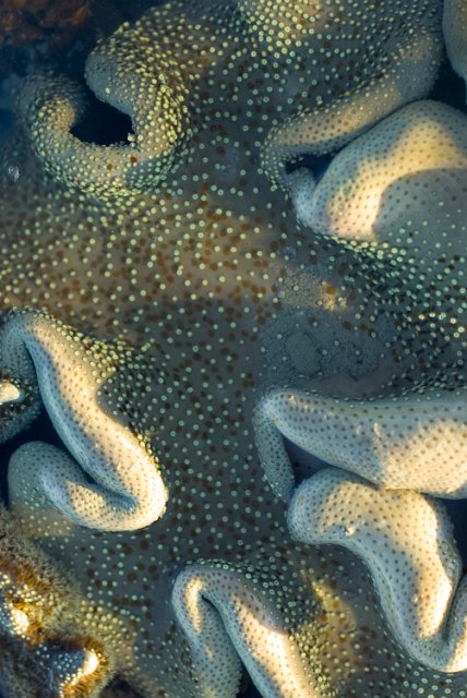 a toadstool coral with bright green tinted polyps extended from the surface