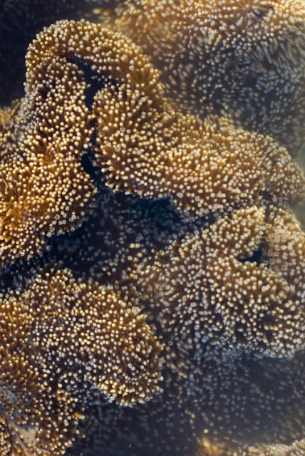 a toadstool coral, Sarcophyton sp. with polyps extended