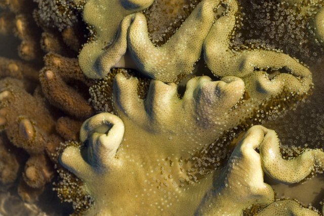close up image of toadstool coral colony and feeding polyps