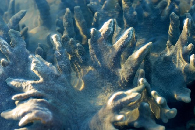 greenish colored corals of the genus Sarcophyton, or 'leather corals'