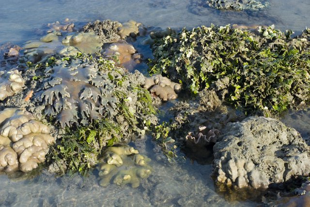 soft coral coliforms on a fringing reef pictured exposed fro mthe water at low tide