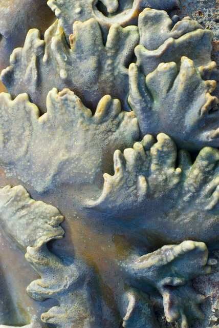 flat layers of coral shapes, corals of the genus Sarcophyton