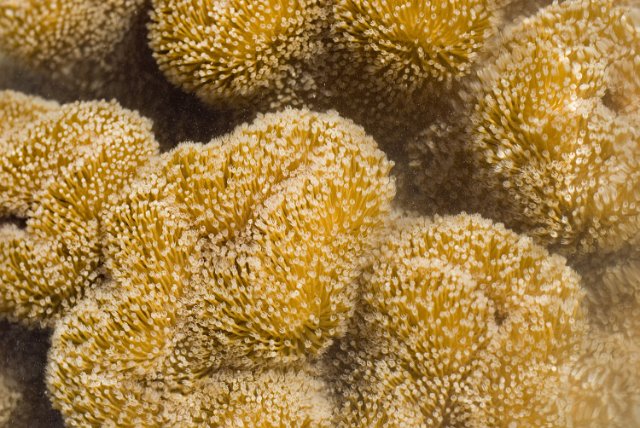 a macro image of polyps of the coral family Alcyoniinae