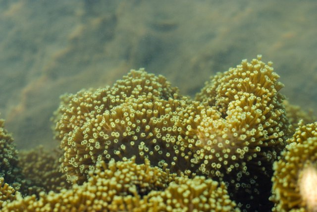 extreme close up on the extended polpys of a piece of coral under the warter