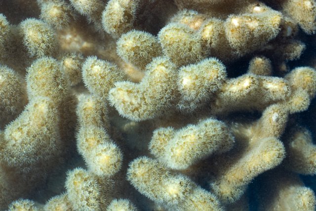 unusual textures from a coral reef