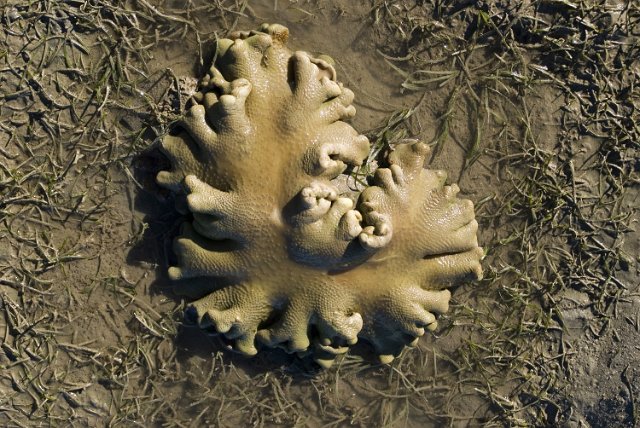 a small piece of coral growing on a fringing reef