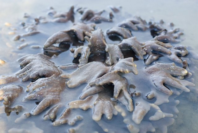 soft coral cauliforms exposed from beneath the water at low tide