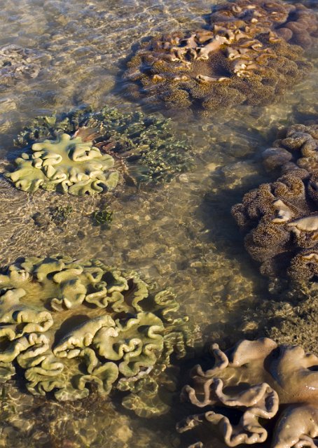 soft coral cauliforms pictured at low tide on a coral reef
