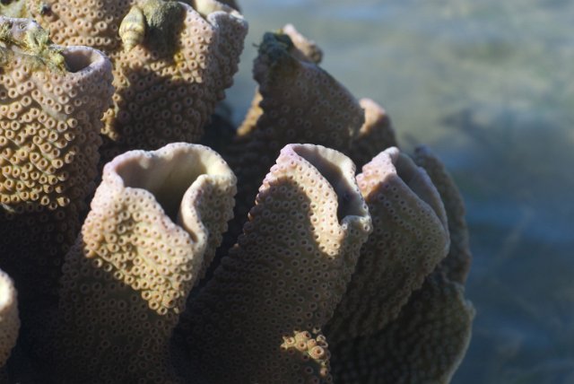 Turbinaria mesenterina forming tubes of hard coral growth