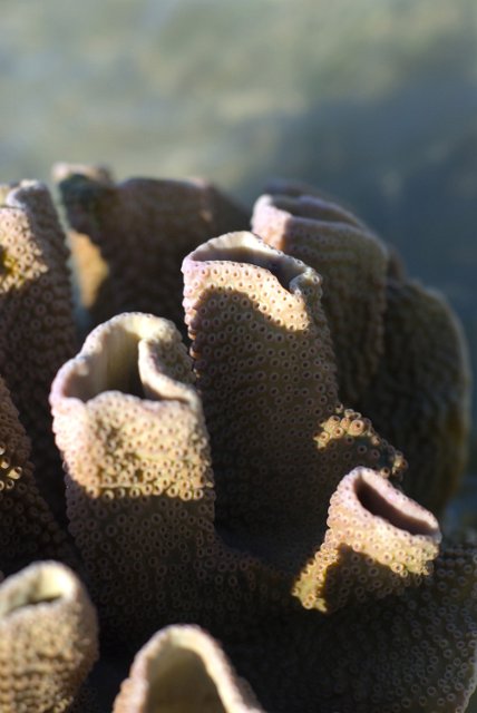 Turbinaria mesenterina coral formation pictured at low tide exposed from the water