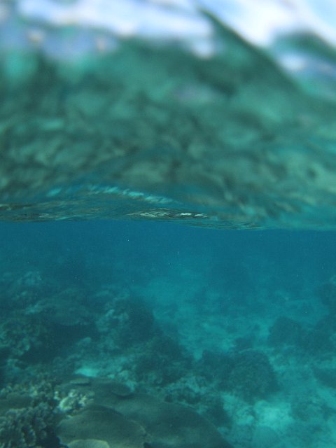 underwater scene just below the waters surface