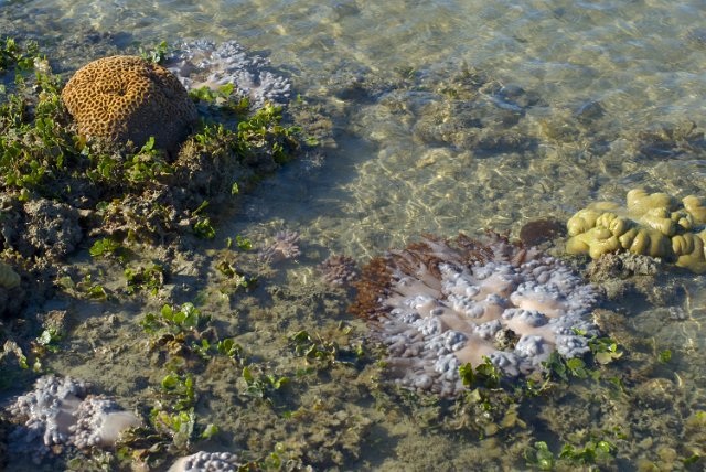 an assortment of corals growing on a fringing reef at low tide