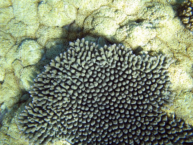 a comparison of two different coral textures, hard corals on the sea bed