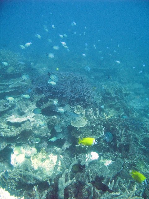 schools of fish swimming amongst a coral reef