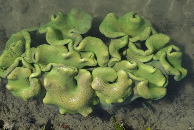 a small colony of green coloured coral