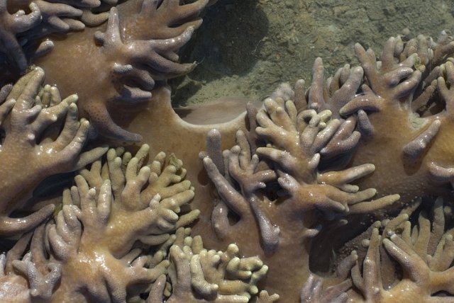 tree link growth patterns in a soft coral at low tide