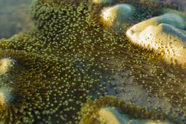 details of a coral colony growing in shallow water