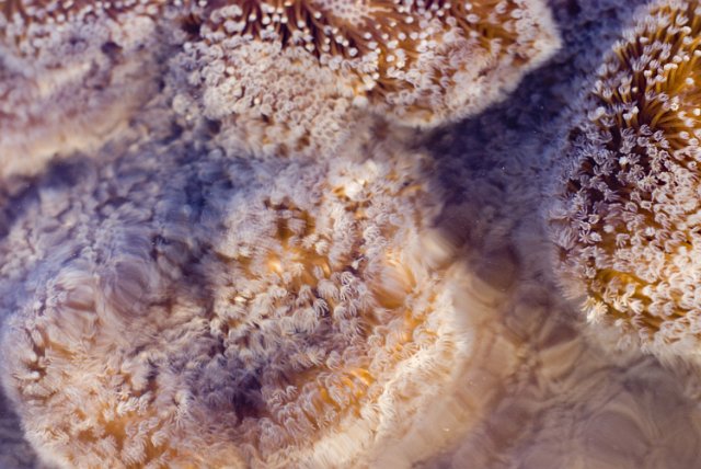 coral polyps moving in gentle underwater current