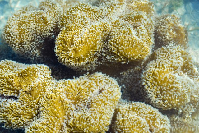 a leather coral with polyps out feeding on particles brought in by tidal current