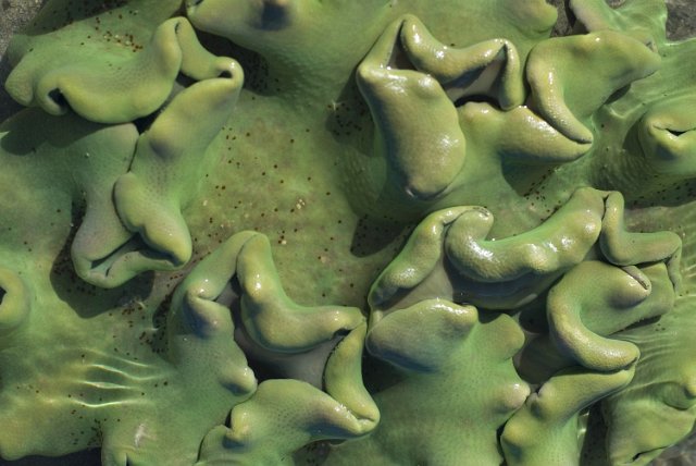 backgroud texture composed of green coral formations