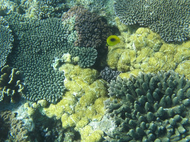 close up on the texture of various types of hard coral on austrlias great barrier reef