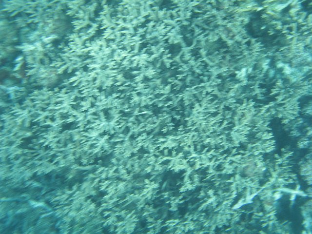 hard coral textures